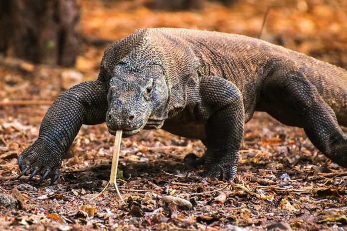 7-Interesting-Facts-About-the-Komodo-Dragons