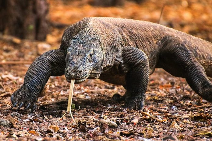 7 Interesting Facts About the Komodo Dragons - Indoindians.com