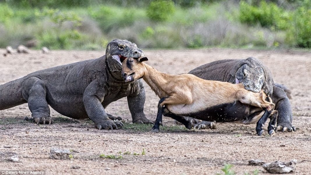 7 Interesting Facts About the Komodo Dragons - Indoindians.com