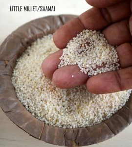 little millet or samai rice