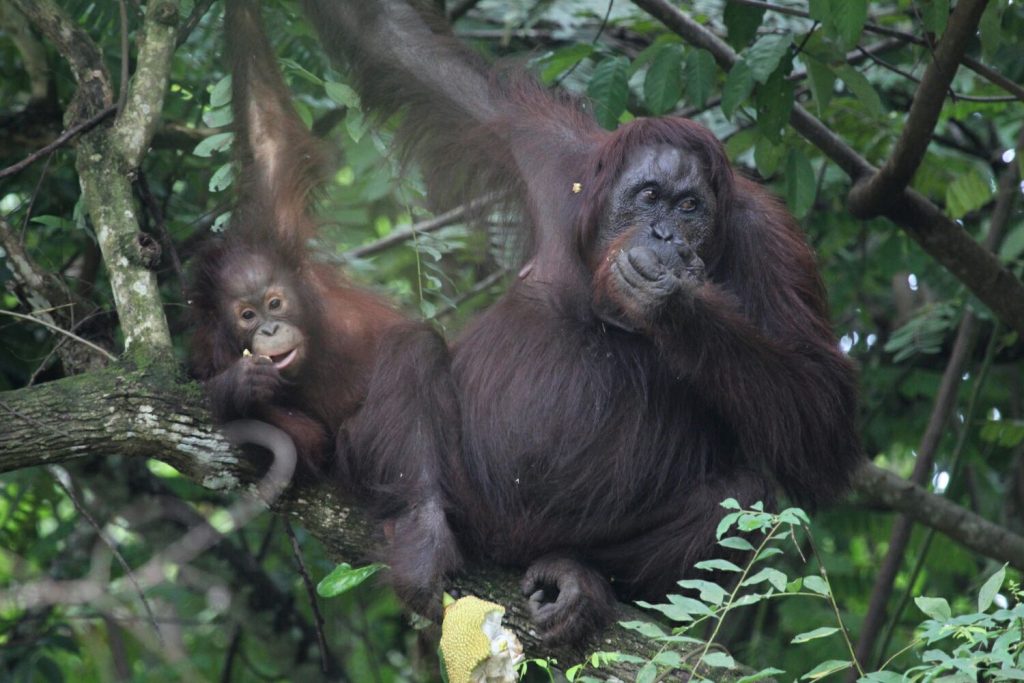 Orang Utan in Borneo