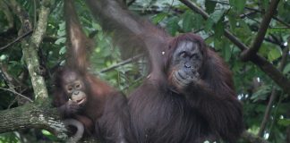 Orang Utan in Borneo