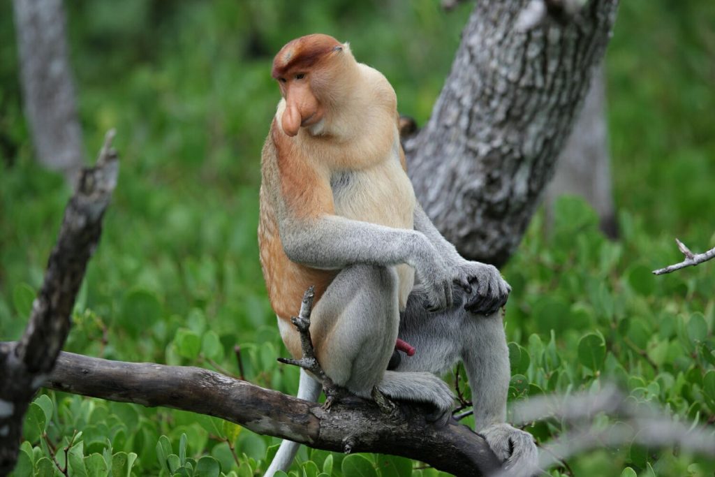 Proboscis monkeys in Borneo