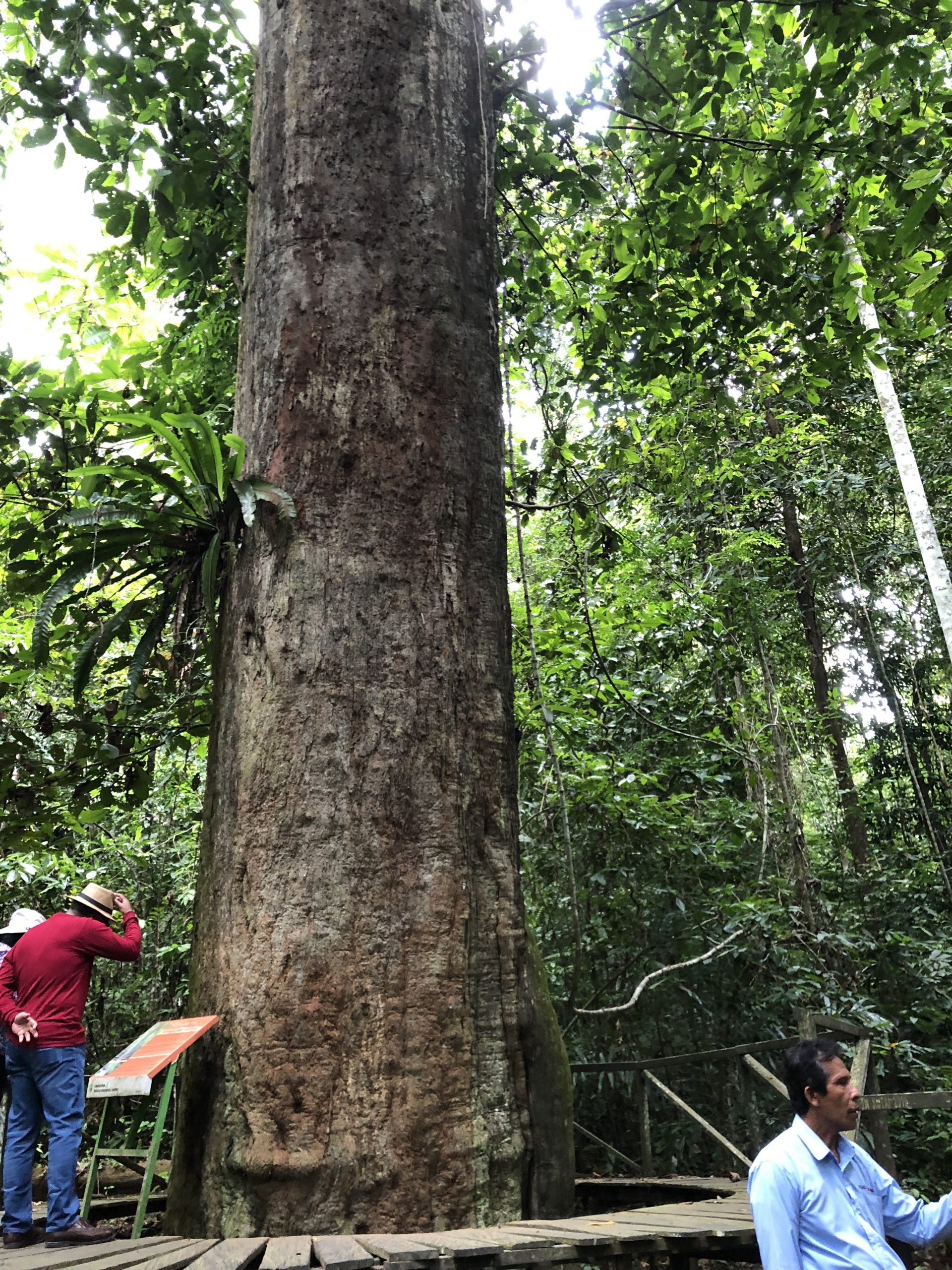 Iron wood tree in Borneo