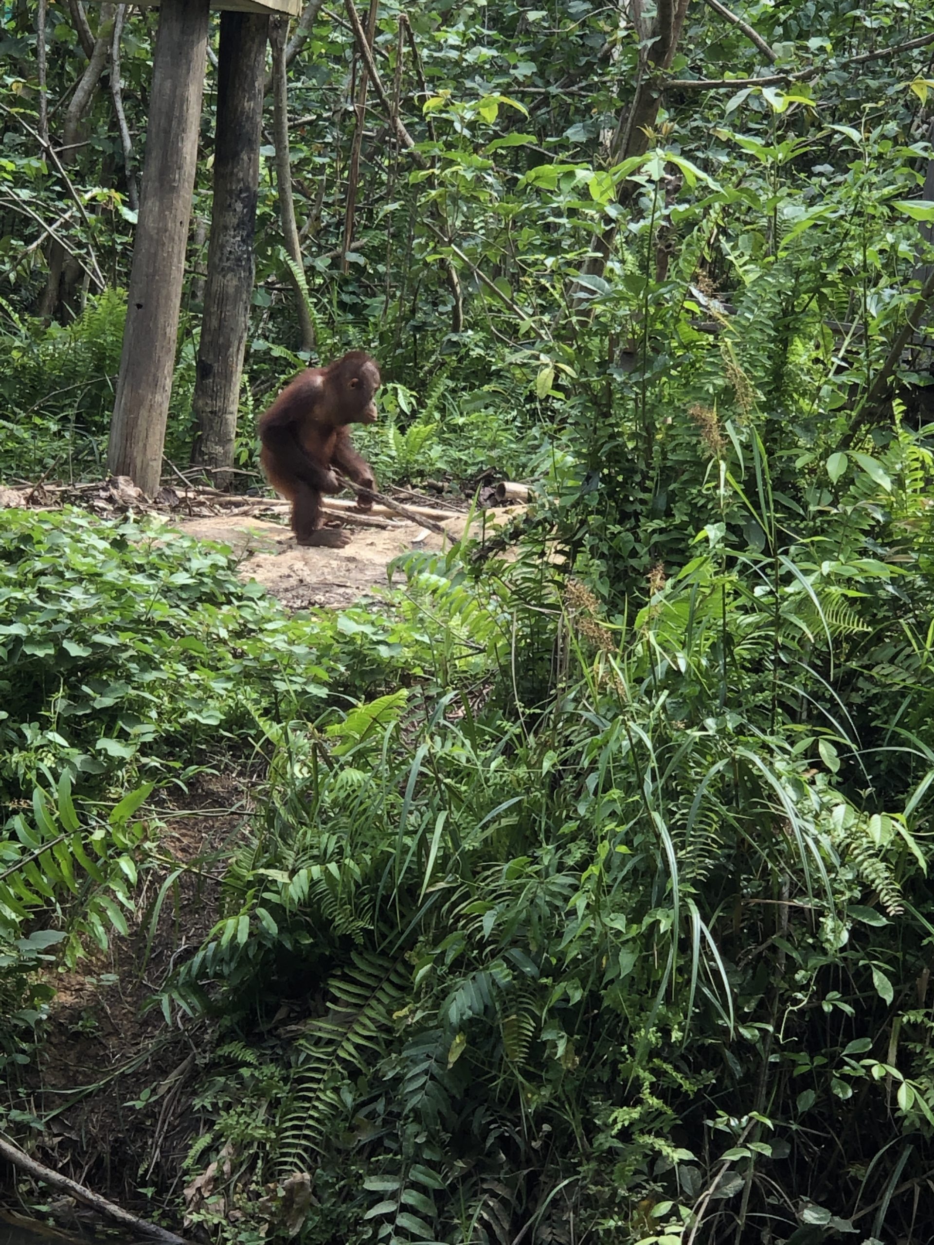Orangutan and her baby in Borneo Jungle