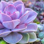 #Succulents: Why, What, How, Tips to Start and More!