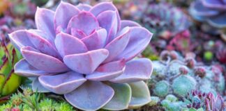 #Succulents: Why, What, How, Tips to Start and More!