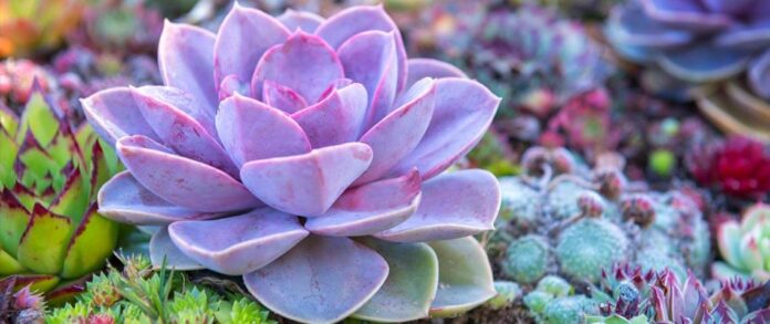 #Succulents: Why, What, How, Tips to Start and More!