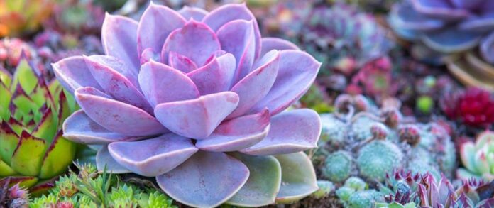 #Succulents: Why, What, How, Tips to Start and More!