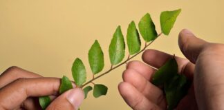 All About Curry Leaves: Health Benefits, Dosage and Use in Ayurveda