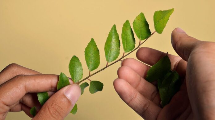 All About Curry Leaves: Health Benefits, Dosage and Use in Ayurveda