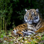 6 Endangered Animals You Can Only Find In Indonesia: Sumatran Tiger