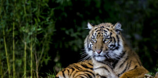 6 Endangered Animals You Can Only Find In Indonesia: Sumatran Tiger