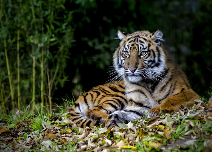 6 Endangered Animals You Can Only Find In Indonesia: Sumatran Tiger