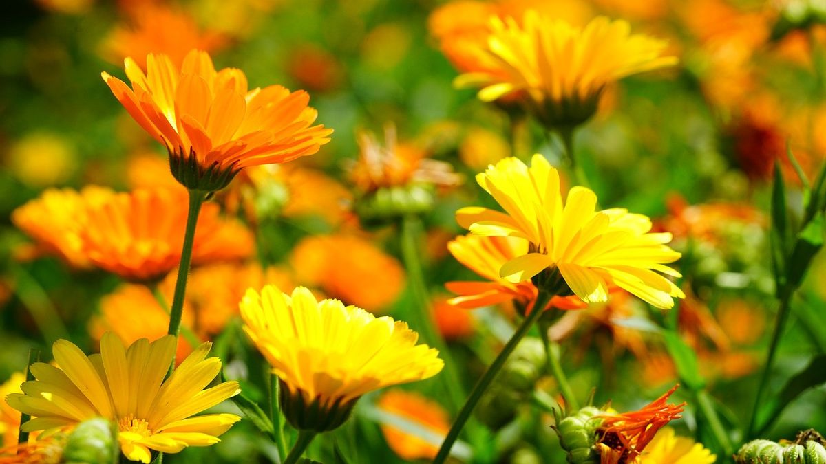 6 Edible Flowers That Are Full of Nutrition: Calendula