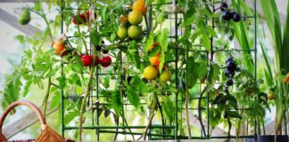 #VerticalGardening: What it is, The Benefits and 4 Plants to Choose