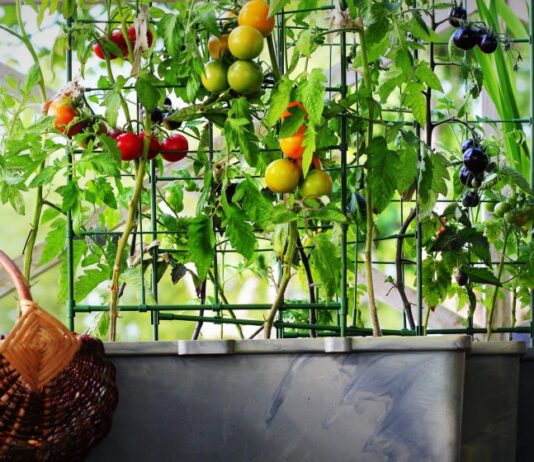 #VerticalGardening: What it is, The Benefits and 4 Plants to Choose
