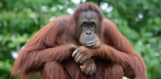 5 Unusual Animals You Can Only Find in Indonesia: Orang Utan