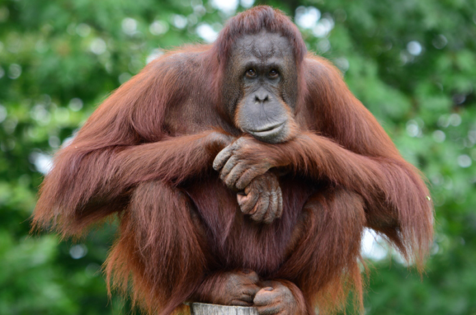 5 Unusual Animals You Can Only Find in Indonesia: Orang Utan