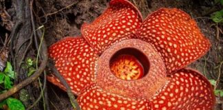 5 Rare Endangered Plants in Indonesia: Rafflesia Arnoldii