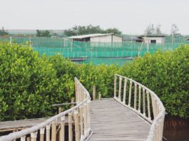 6 Mangrove Forests With Beautiful Views in Indonesia: Hutan Mangrove Kulonprogo, DIY Yogyakarta