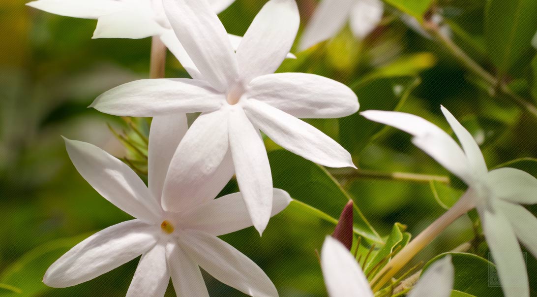 List of Flowers Loved by Hindu Gods: Jasmine (Lord Hanuman)