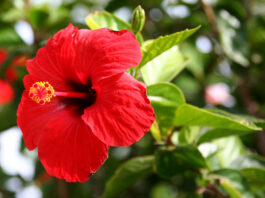 List of Flowers Loved by Hindu Gods: Red Hibiscus (Goddess Kali)
