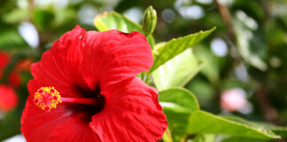 List of Flowers Loved by Hindu Gods: Red Hibiscus (Goddess Kali)