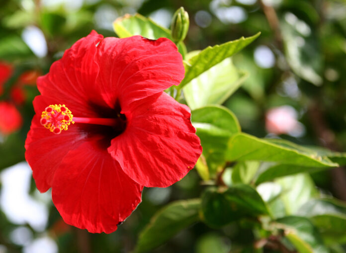 List of Flowers Loved by Hindu Gods: Red Hibiscus (Goddess Kali)