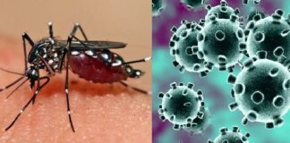 What Is The Difference Between Dengue Fever and COVID-19? Watch Out For These Symptoms Here