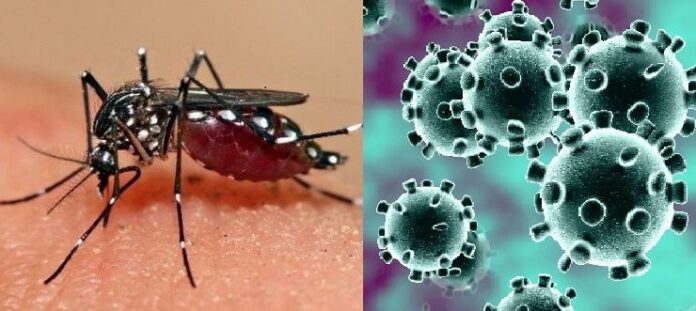 What Is The Difference Between Dengue Fever and COVID-19? Watch Out For These Symptoms Here