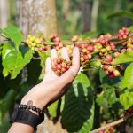 kawisari coffee malang