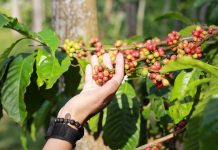 kawisari coffee malang