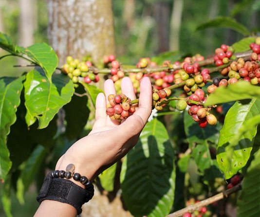 kawisari coffee malang