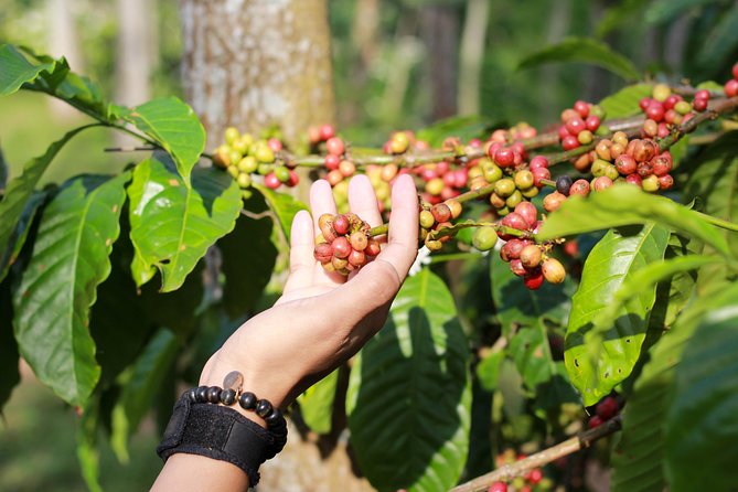 kawisari coffee malang