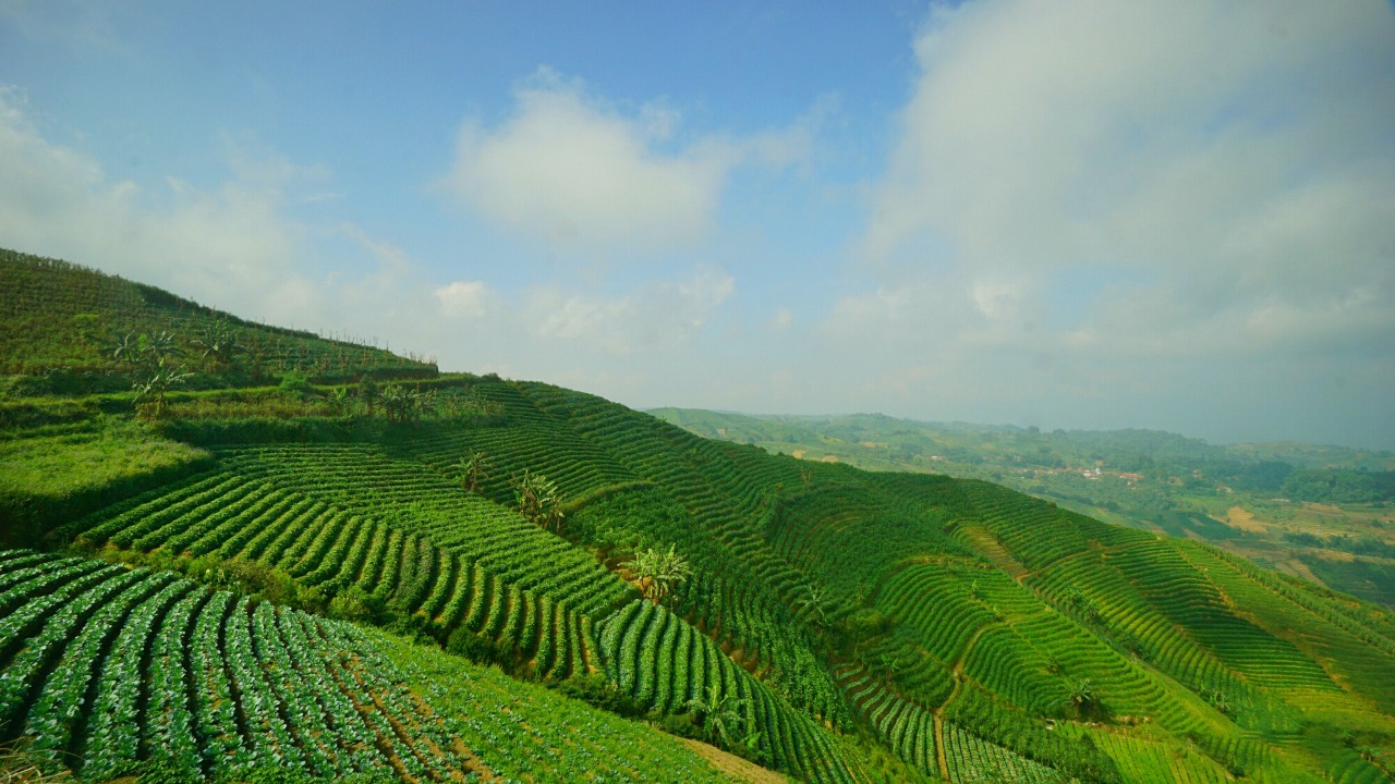 7 Weekend Getaway Destinations From Jakarta: agnificent green slopes: Argapura Majalengka 