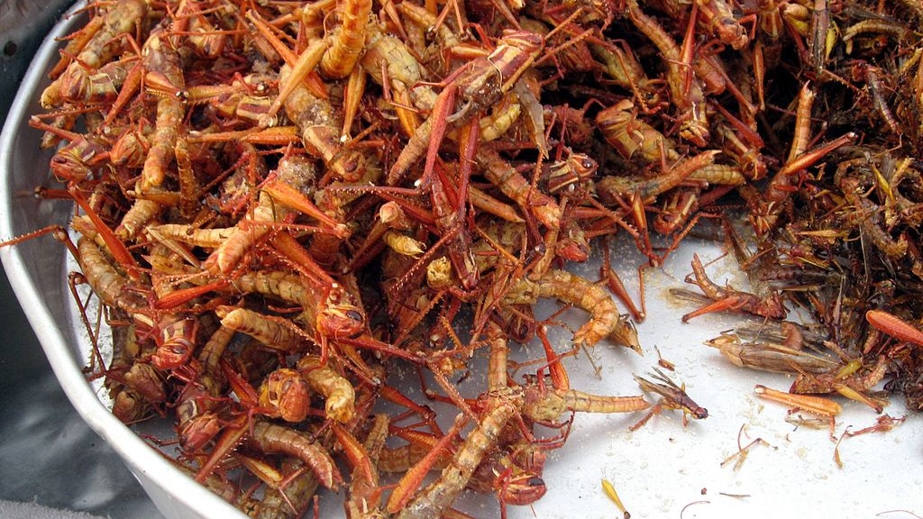 fried-grasshoppers