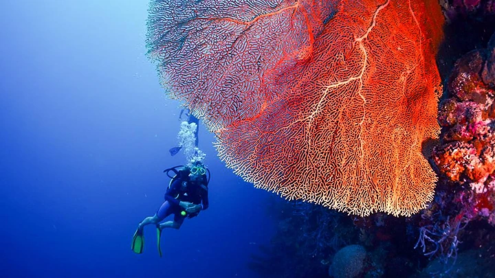 5 Favorite Diving Spots to Try in Bali