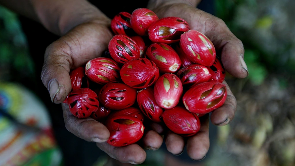 9-hidden-gems-in-banda-islands-the-great-nutmeg-island-1