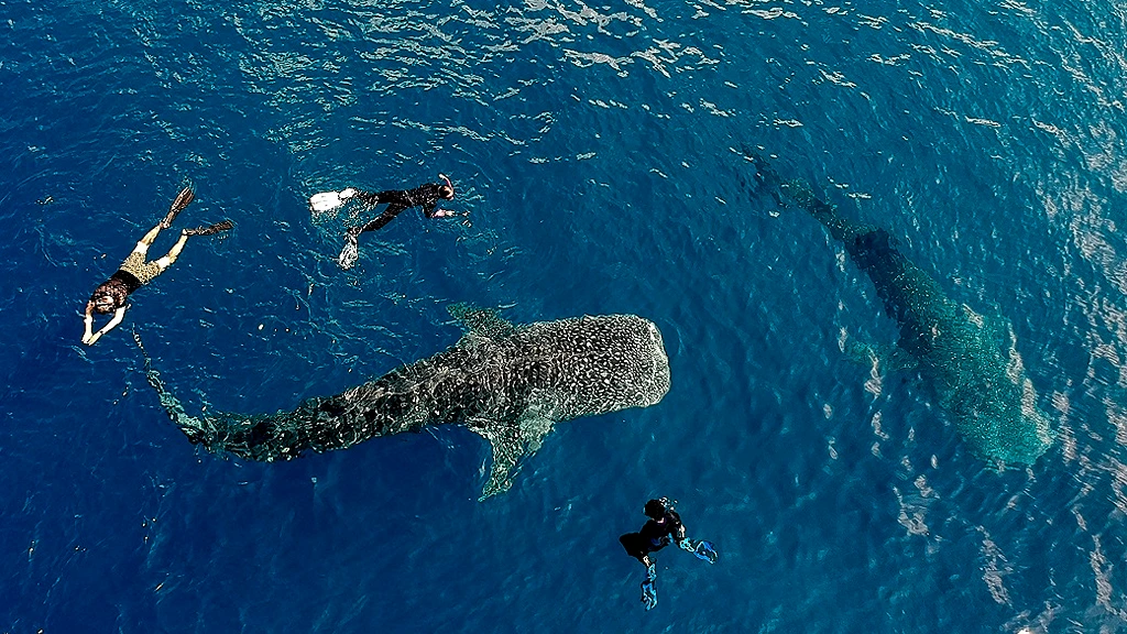 whale-shark-a-shark-tourist-attraction