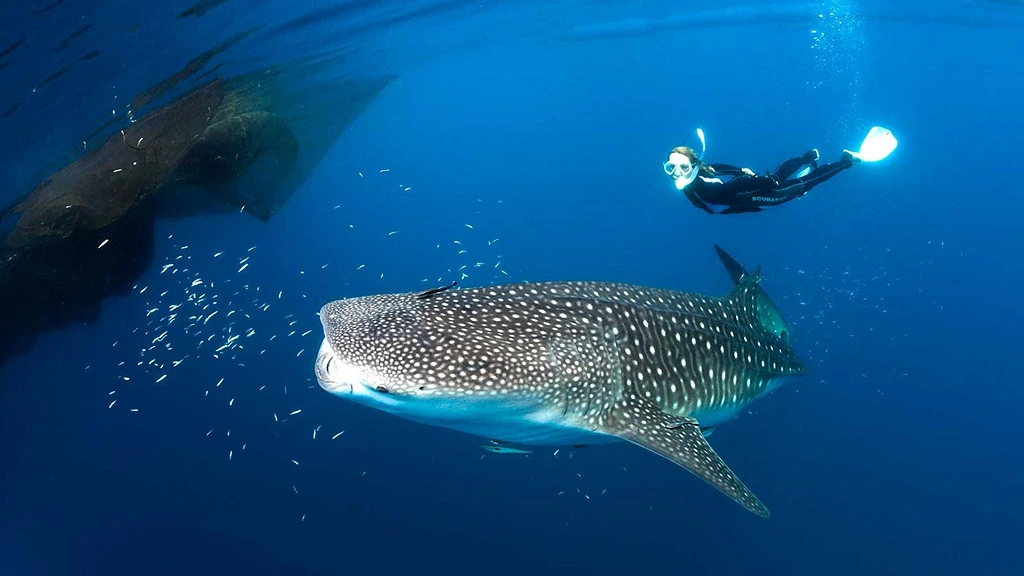 whale-shark-friendly-with-humans