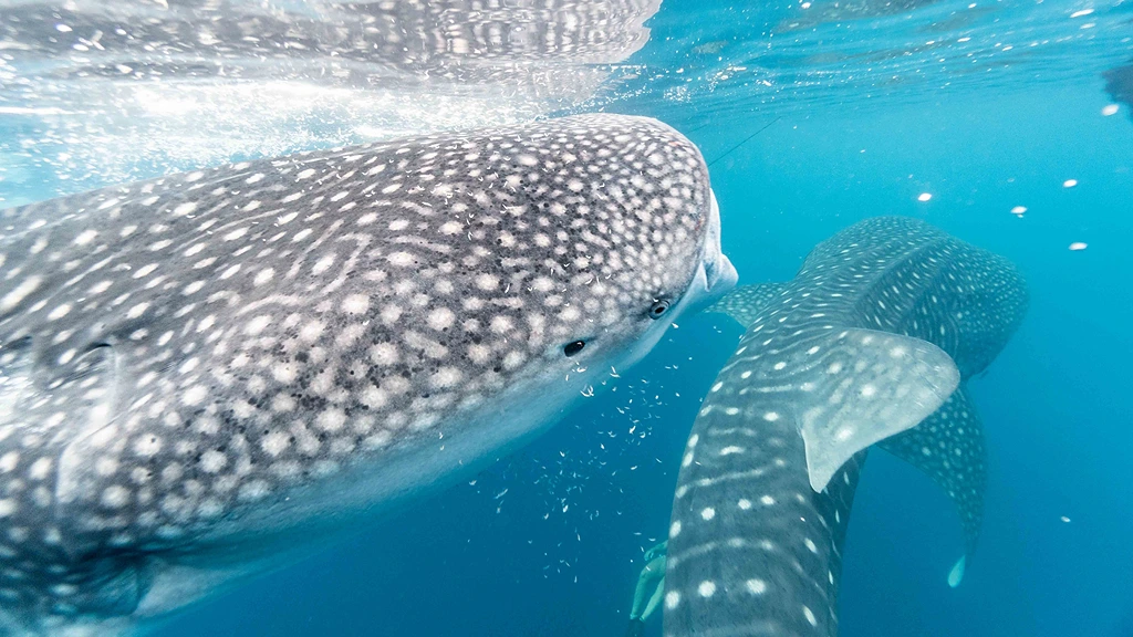 whale-shark-male-whale-sharks-are-more-often-seen-to-the-surface