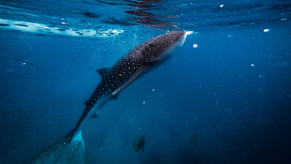 whale-shark-papua-the-biggest-fish-in-the-world