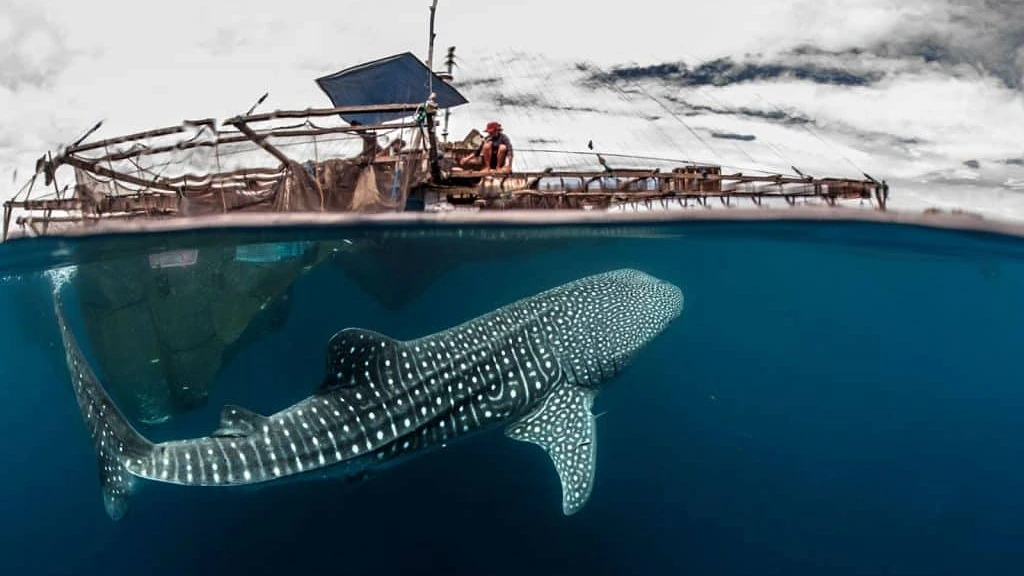 whale-shark-sea-ghost