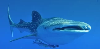 whale-shark-the-biggest-fish-in-the-world