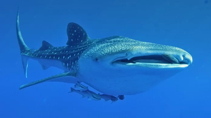 whale-shark-the-biggest-fish-in-the-world