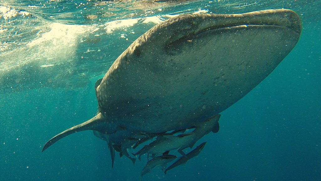 whale-shark-they-have-very-slow-breeding-period