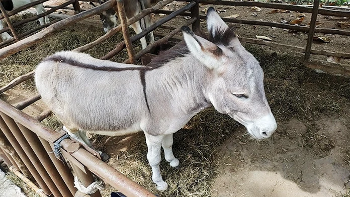 The Best 9 Horse Riding Classes in and Around Jakarta Fauna Land Ancol