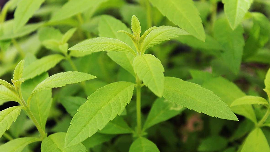 Lemon-verbena-leaves-edible