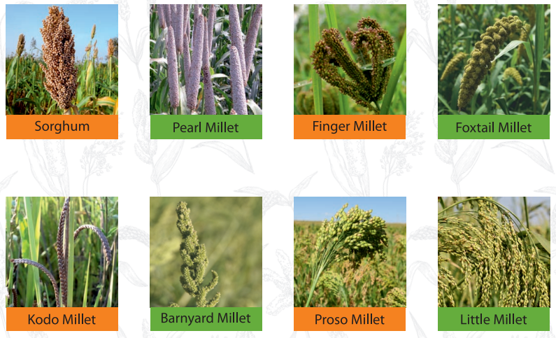 Types of Millets